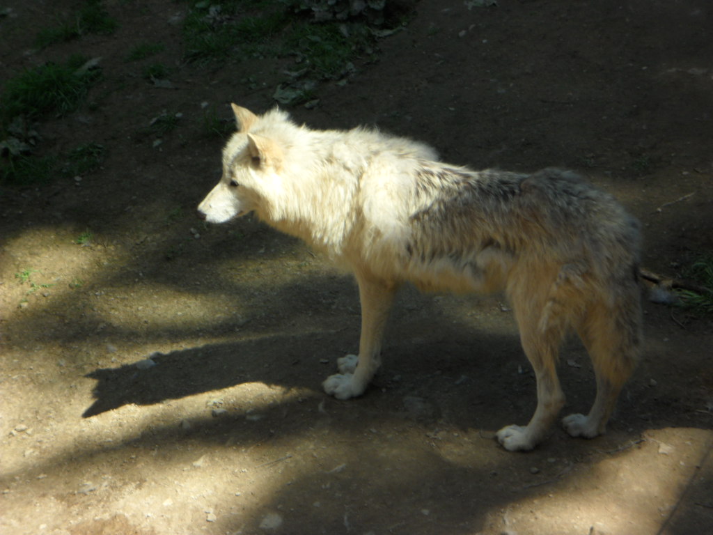 SAM_6172